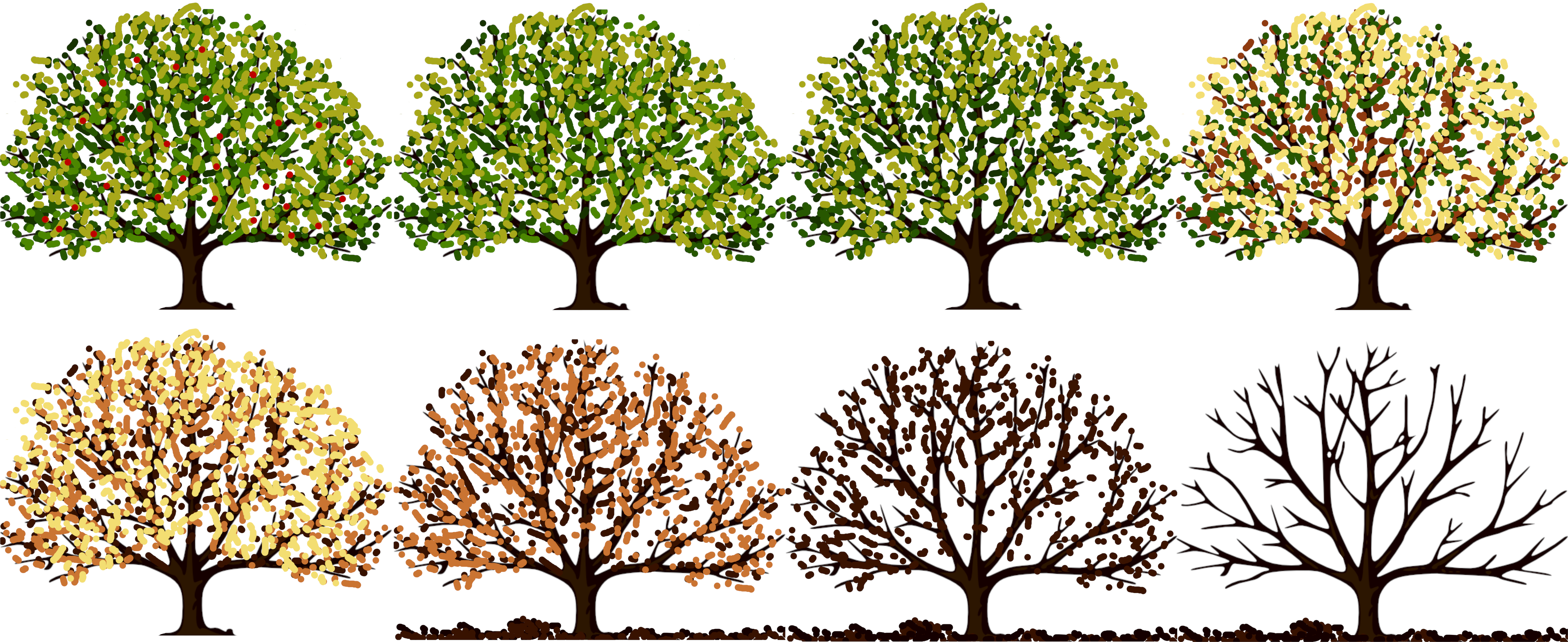 Different seasons of the tree chart